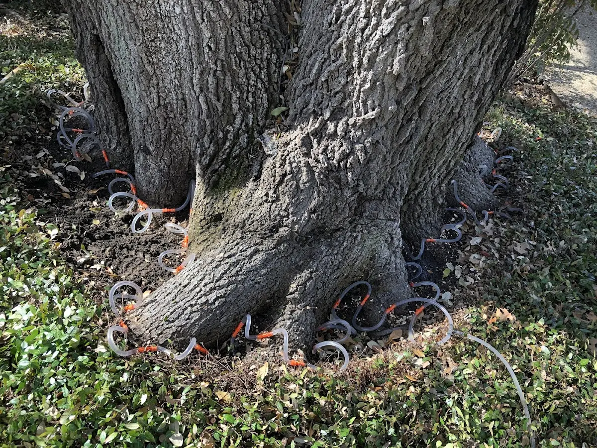 Detailed Tree Cabling and Bracing job site in Kevil